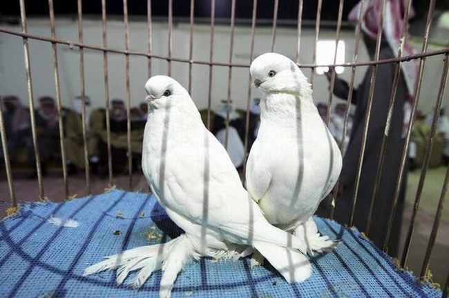10 лет тюрьмы за голубей (2 фото)