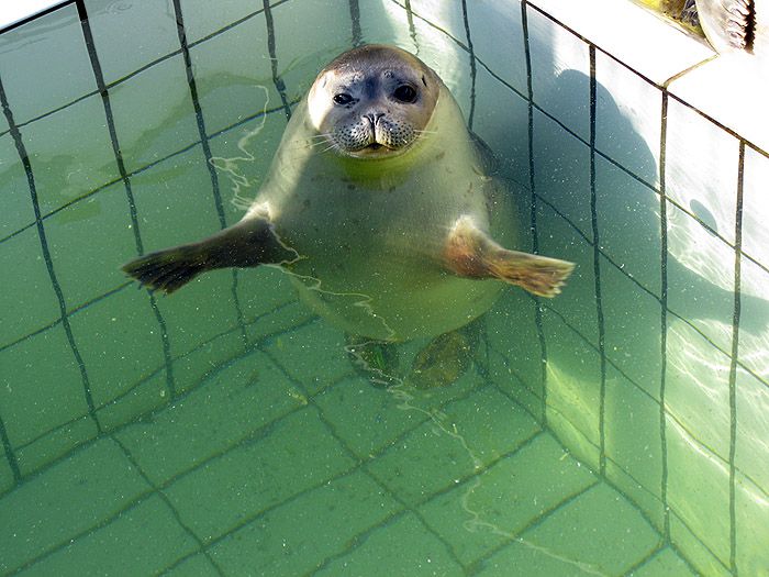 Тюлени в бассейне (5 фото)