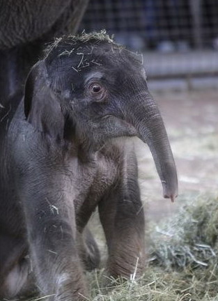 20 марта, Берлин, Германия. Пятидневный азиатский слоненок Ko Raya впервые показался на публике в Берлинском Зоопарке. Tobias Schwarz-Reuters