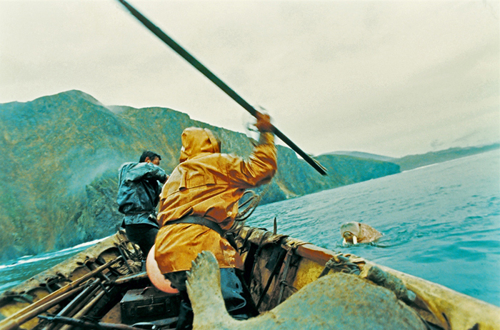 июль 1980г. п.Сиреники. Чукотка Эскимосская охота на моржа