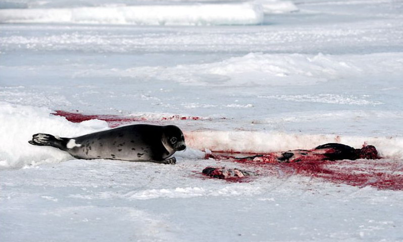 24 марта. Залив Св. Лаврентия, Квебек, Канада.\ Официальный охотничий сезон на тюленей открыт, до 280.000 животных разрешено добыть в этом году зверобоям. ©Stewart Cook/DPA