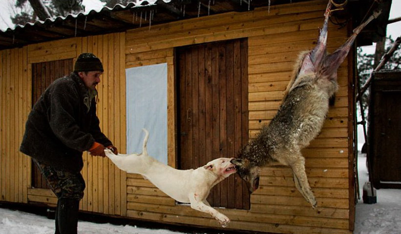 Рацево, Белоруссия. Владелец охотничьей собаки оттаскивает её от тушки убитого им на охоте волка. ©Vasily Fedosenko/Reuters