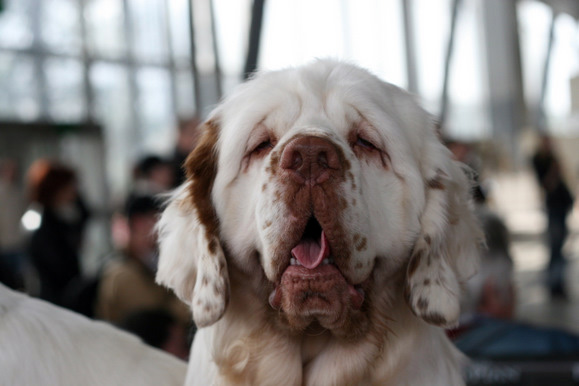 Фоторепортаж с выставки собак (30 фото)