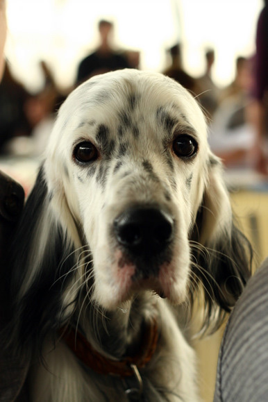 Фоторепортаж с выставки собак (30 фото)