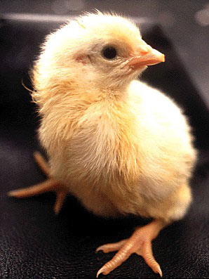 Как из яйца появляется цыпленок (30 фото)