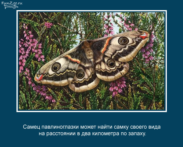 Интересные факты из мира животных и насекомых (в картинках) 002
