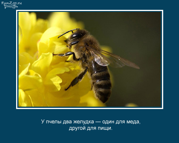 Интересные факты из мира животных и насекомых (в картинках) 017