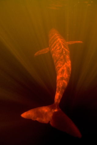 Амазонский дельфин (11 фото)