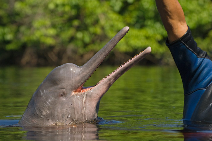Амазонский дельфин (11 фото)
