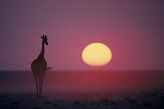 Животная жизнь в африке (44 фото)