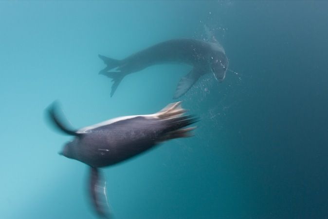 Морской леопард на охоте (12 фото)