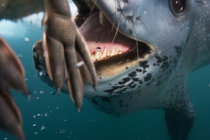 Морской леопард на охоте (12 фото)