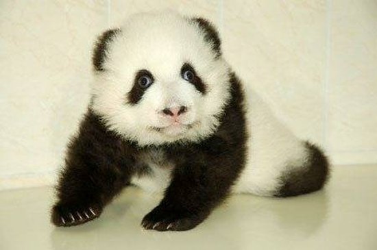 Yavru panda resimleri-Yavru panda fotoğrafları