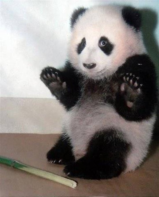 Yavru panda resimleri-Yavru panda fotoğrafları