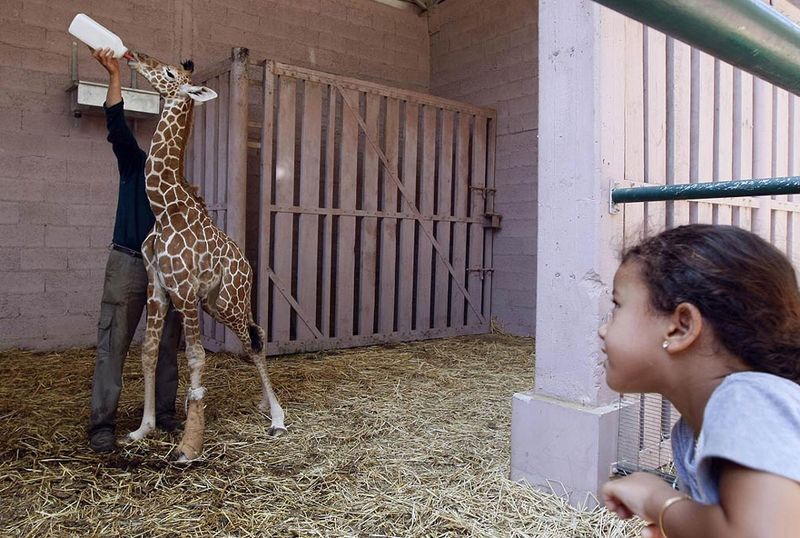 18) Израильская девочка наблюдает, как работник зоопарка кормит восьмидневного детеныша жирафа Дарвина в зоопарке «Рамат Ганн Сафари» в Израиле 10 августа. (Jack Guez, AFP / Getty Images)