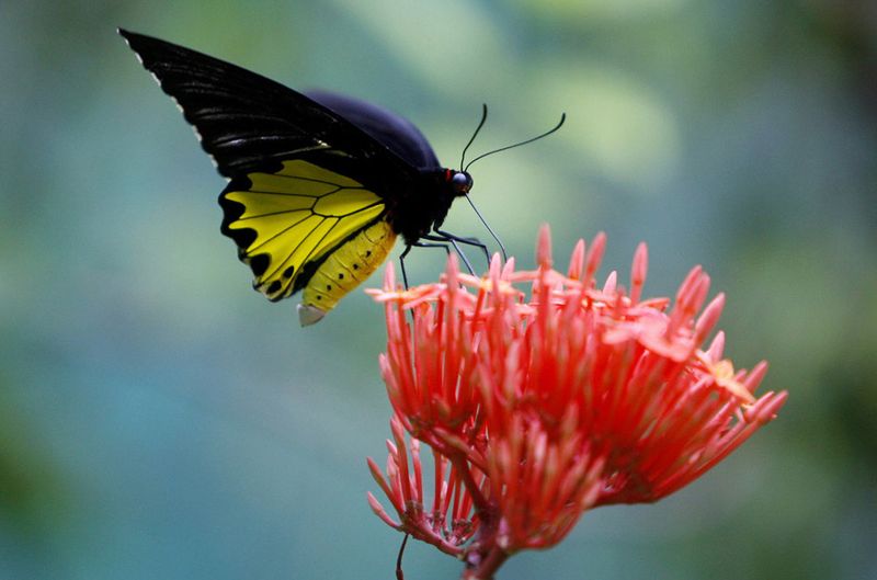33) Бабочка-парусник нависла над цветком в парке для бабочек Куала-Лумпур в Малайзии 2 августа. В парке есть более 15 000 растений из 100 семейств, а сам парк напоминает тропический лес Малайзии. (Mark Baker, AP)