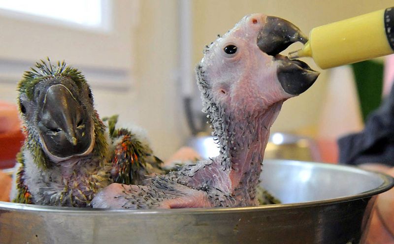 38) Двух новорожденных попугаев ара кормят в зоопарке «Жюрк» во Франции 29 июля. Ара – вымирающий вид, на сегодняшний день на воле их осталось около 1000. (Mychele Daniau, AFP / Getty Images)