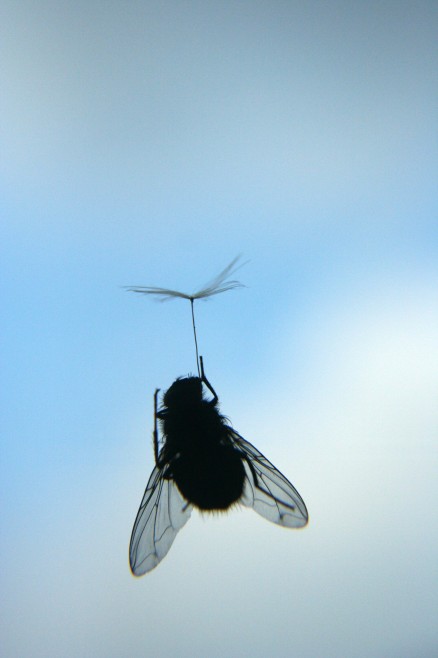  Fly life 