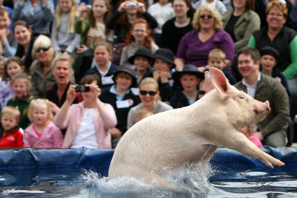 Свиные гонки в Мельбурне (17 фото)