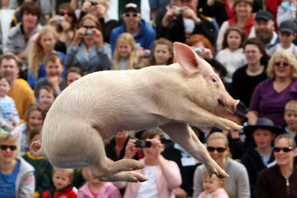 Свиные гонки в Мельбурне (17 фото)