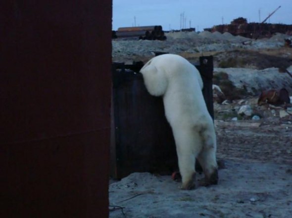 Медведь на стройке (17 фото)