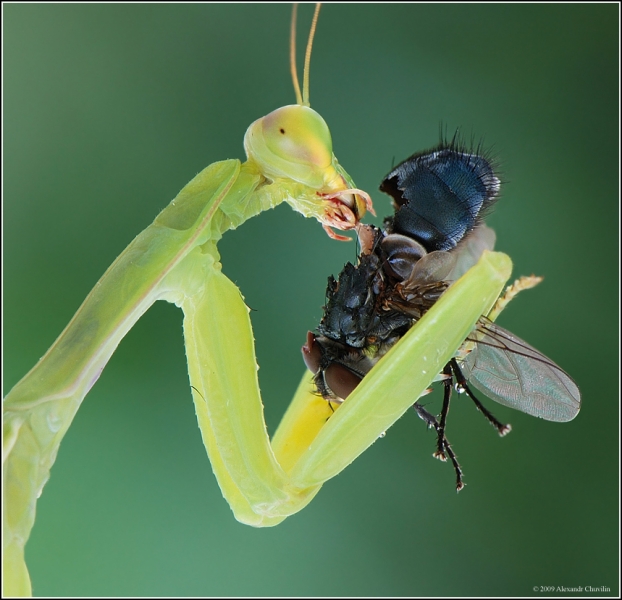 Макро насекомые (87 фото)