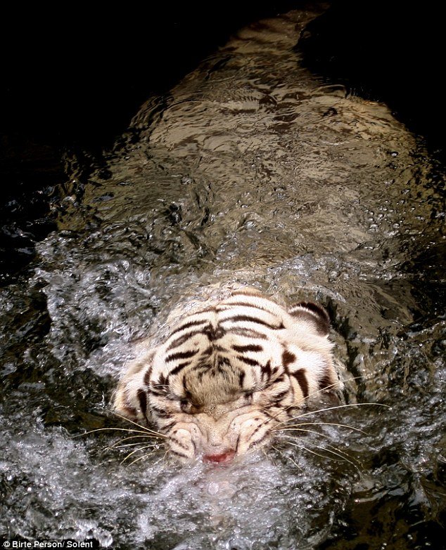 Прыжок тигра из воды (5 фото)