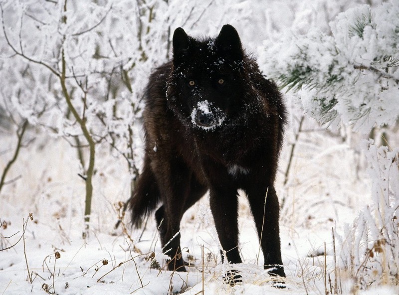 Волки (43 фото)