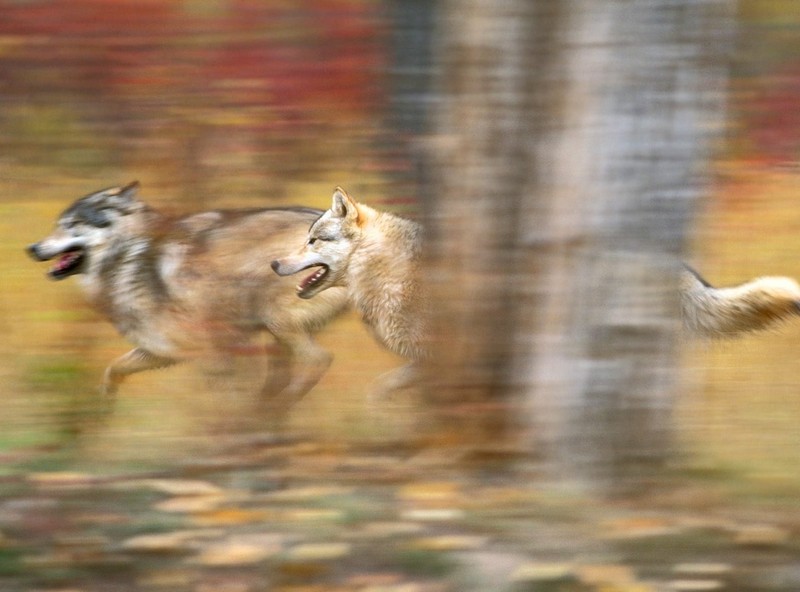 Волки (43 фото)