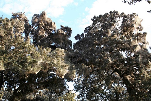 Гигантская паутина на деревьях (14 фото)