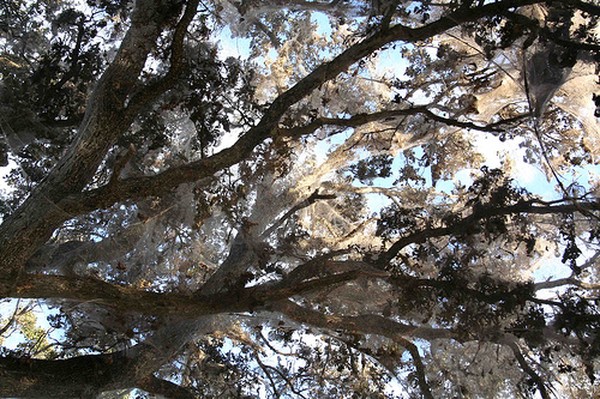 Гигантская паутина на деревьях (14 фото)