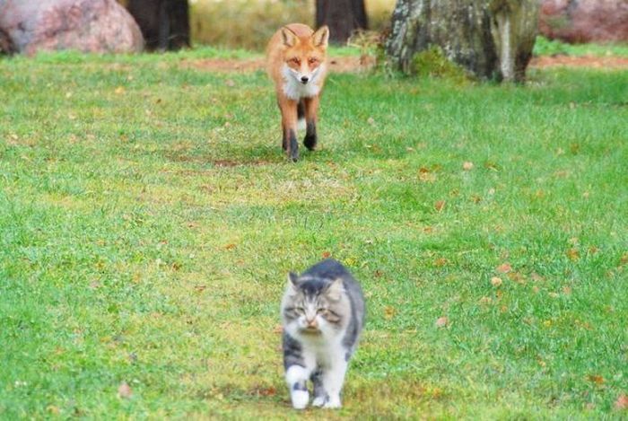 Приключение лисы и кота (2 фото)