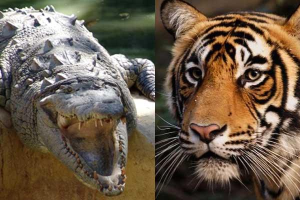 Схватка крокодила с тигром (7 фото)