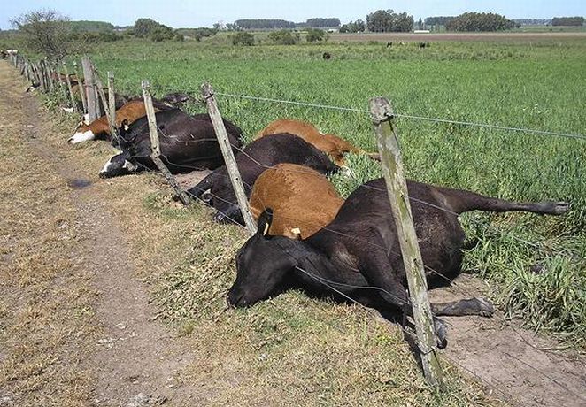 Уругвай, 22 октября. ФОТО РЕЙТЕР Пятьдесят две мертвых коровы лежат вдоль электрической изгороди ранчо в области Valdez Chico. Коровы были найдены мертвыми менеджером ранчо, и, после осмотра ветеринарами, были объявлены убитыми молнией.