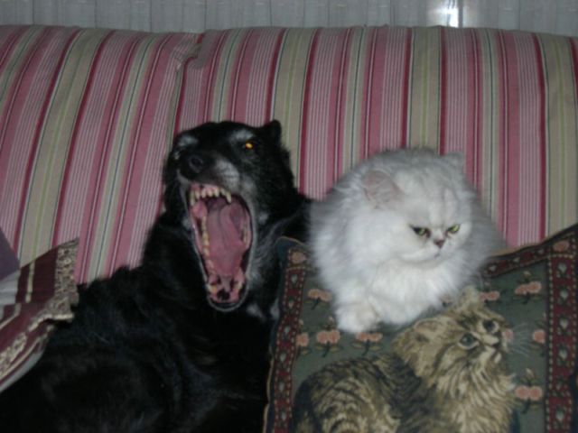 Кот и пес (55 фото)