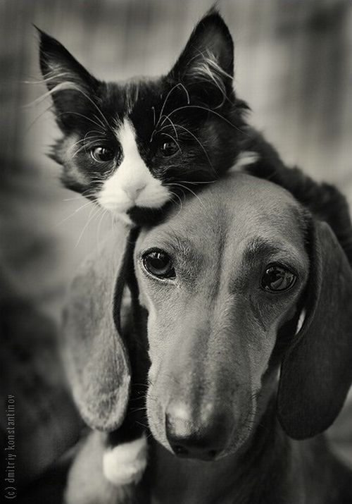Кот и пес (55 фото)